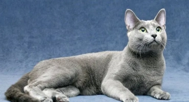 Сибирска синя котка: колко разходи, оцветяване, грижа